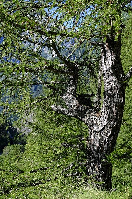 Alpe Devero - Piedmont - Italy报道